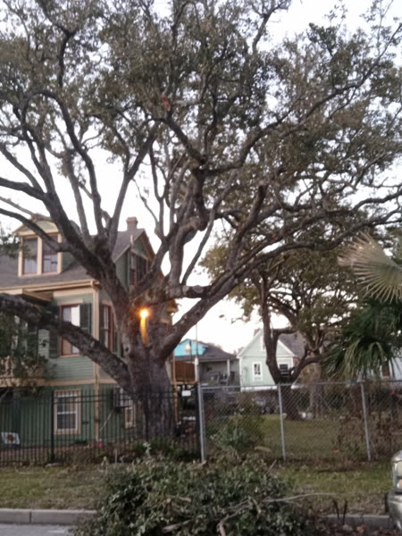 Large tree removal project
