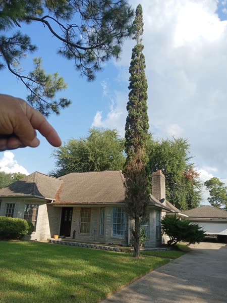 Residential tree service