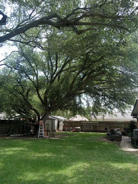 A-2-Z Tree crew working in Galveston County